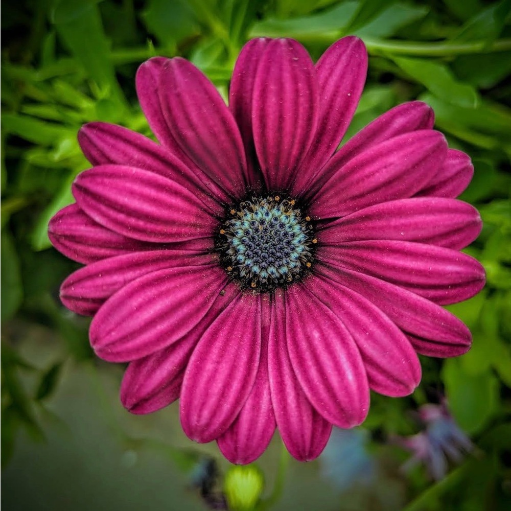 Vibrant Purple Flower Art Print
